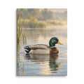Mallard on Still Morning Water canvas print, 12 × 16 inches, showing a mallard on soft morning water