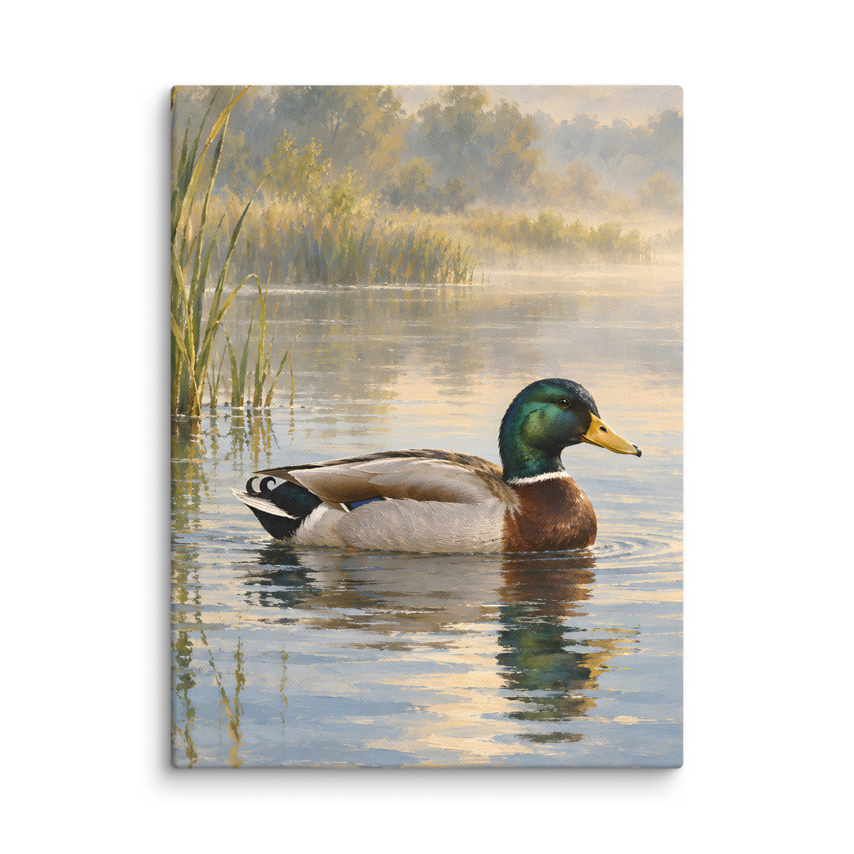 Mallard on Still Morning Water canvas print, 12 × 16 inches, showing a mallard on soft morning water