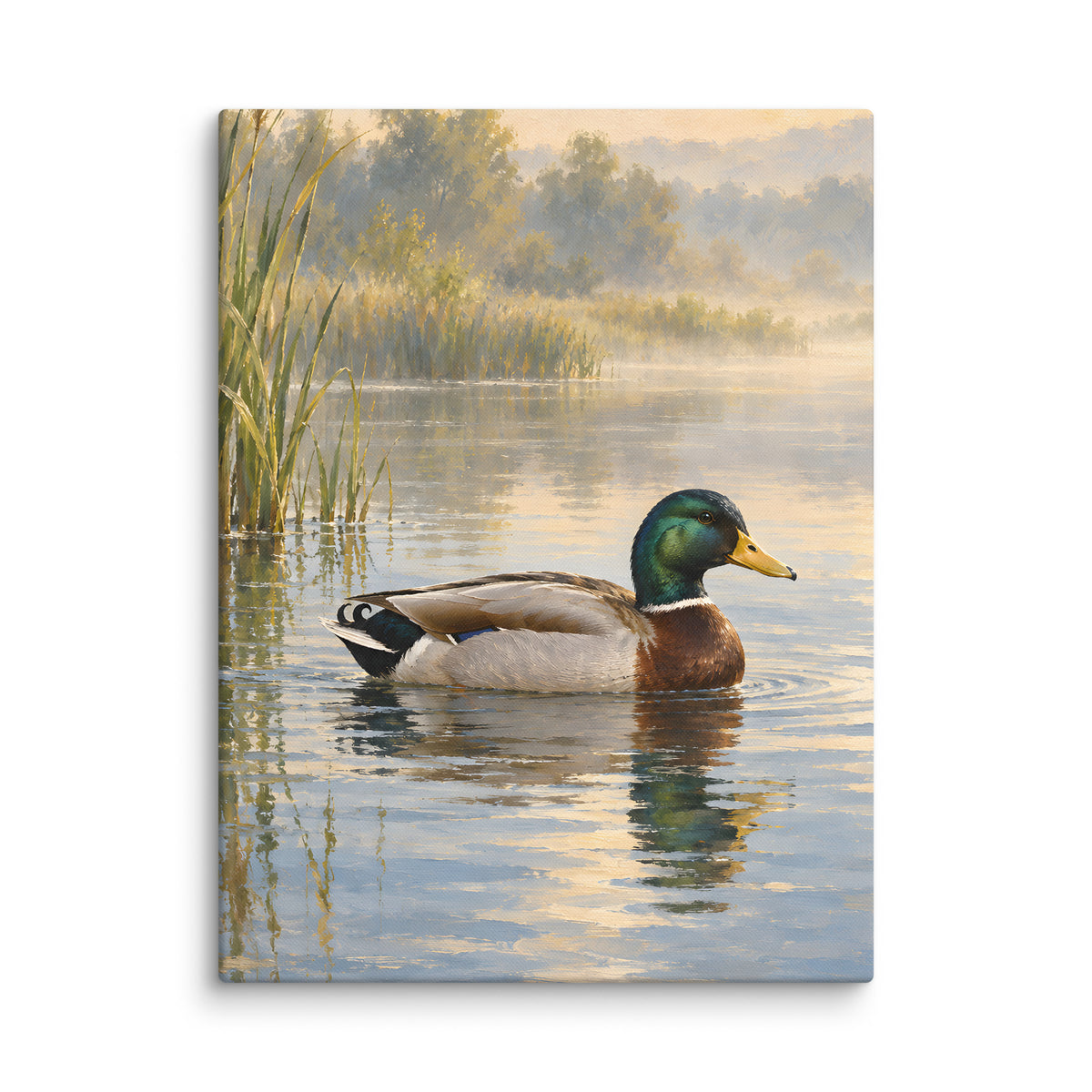 Mallard on Still Morning Water canvas print, 18 × 24 inches, showing a mallard on soft morning water